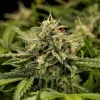 Healthy Apollo F1 Strain buds with lush green leaves and abundant crystals.