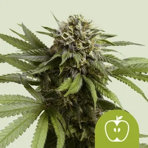 Close-up of Apple Fritter Auto Strain displaying dense buds with trichomes and fresh green leaves.