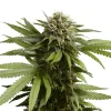 Fully grown Apple Fritter Auto Strain plant showcasing thick foliage and large flowering buds.