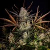 Single Apple Strudel Auto cola with crystal-covered buds and vibrant leaf colors