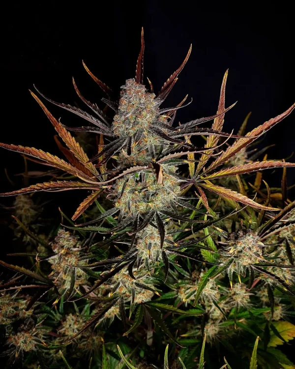 Single Apple Strudel Auto cola with crystal-covered buds and vibrant leaf colors