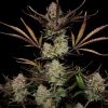 Side profile of Apple Strudel Auto plant showcasing dense buds and green foliage