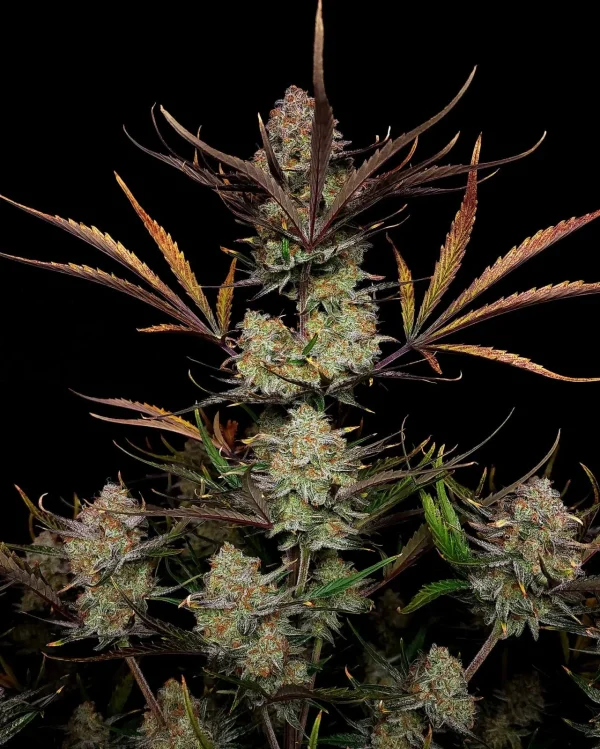Side profile of Apple Strudel Auto plant showcasing dense buds and green foliage