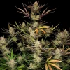 Close-up of Apple Strudel Auto bud, displaying trichomes and dark green leaves with hints of purple