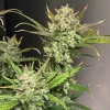 Bushy Apple Strudel Auto plant with large, resinous buds and a mix of green and orange leaves