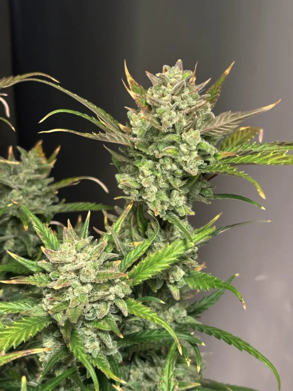 Bushy Apple Strudel Auto plant with large, resinous buds and a mix of green and orange leaves
