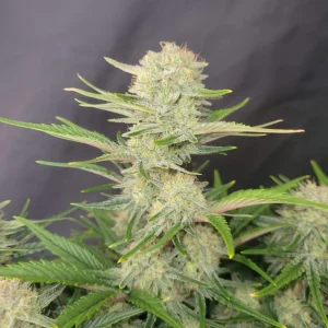 Single Apricot Auto cola with frosty trichomes and colorful purple-green leaves