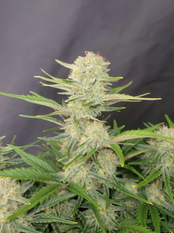 Single Apricot Auto cola with frosty trichomes and colorful purple-green leaves