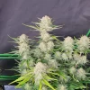 Side view of Apricot Auto plant showcasing resinous buds and vibrant foliage