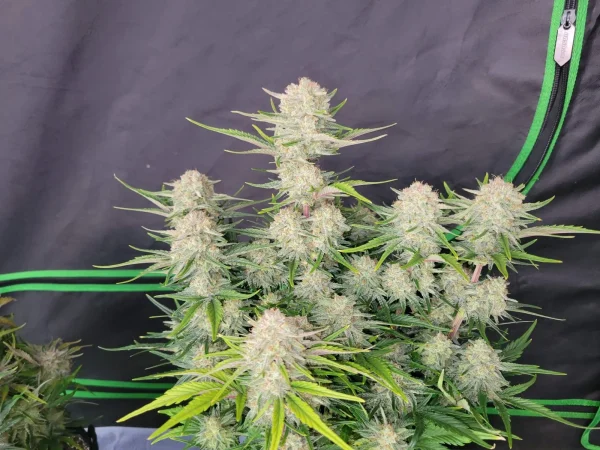 Side view of Apricot Auto plant showcasing resinous buds and vibrant foliage