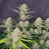 Close-up of Apricot Auto bud, covered in trichomes with purple and green leaves