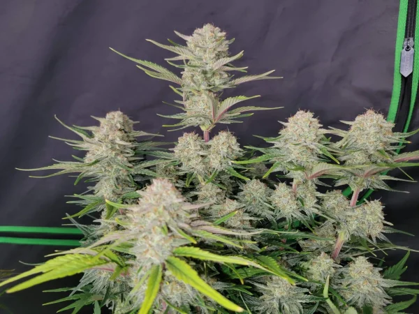 Close-up of Apricot Auto bud, covered in trichomes with purple and green leaves