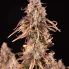 Apricot Auto plant with dense, frosty buds and purple-hued leaves on a black background