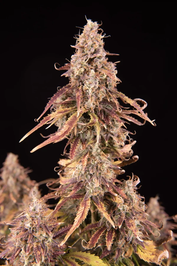 Apricot Auto plant with dense, frosty buds and purple-hued leaves on a black background