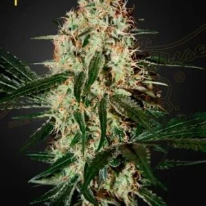 Arjan's Haze #3 strain buds, covered in sparkling trichomes, highlighted by deep green shades.