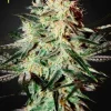 Arjan's Strawberry Haze strain, showing fluffy green buds with bright red pistils and visible trichomes.