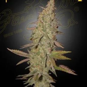 Arjan's Ultra Haze #1 strain with slender buds, featuring a coating of trichomes and orange pistils.