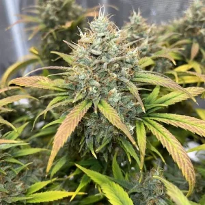 Auto Banana Blaze bud with deep purple leaves and dense trichomes, showcasing vibrant colors under indoor lighting