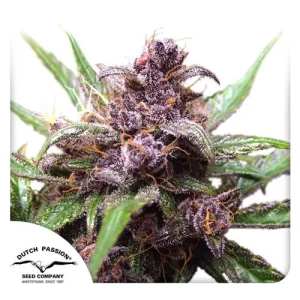 Auto Blackberry Kush in full bloom with vibrant purple buds and dense trichome coverage