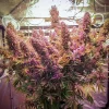 Auto Blackberry Kush plant with rich, dark purple buds covered in resin, surrounded by green serrated leaves