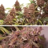 Close-up of Auto Blackberry Kush plant with dark purple buds and frosty trichomes set against lush green foliage