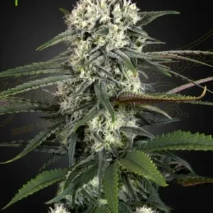 Auto Bomb strain close-up, showing compact buds with a crystalline coating and pale orange hairs.