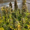 Dense Auto CBG-Force plant with resinous buds and large green leaves in an indoor grow setup