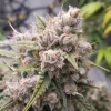 Robust Auto Cinderella Jack plant with dense buds covered in trichomes and large green leaves