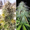Full view of Auto Colorado Cookies plant in bloom, showcasing thick, resinous buds and lush foliage