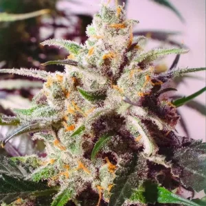 Auto Colorado Cookies plant with multiple bud sites covered in trichomes and surrounded by vibrant green leaves