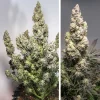 Close-up of Auto Colorado Cookies plant with frosty buds, displaying dense trichomes and green leaves