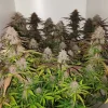 Auto Critical Orange Punch plant featuring compact buds and green leaves covered in resin