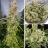 Close-up of Auto Critical Orange Punch buds with frosty trichomes and bright orange pistils