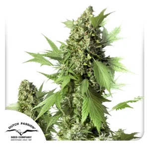 Dense cannabis bud of Auto Duck with vibrant green leaves and subtle purple undertones.