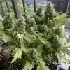 Full view of Auto Duck plant with duck-shaped leaves and trichome-covered buds, showcasing its distinctive foliage