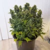 Close-up of Auto Duck plant with unique duck-shaped leaves and dense, resin-coated buds