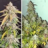 Tall Auto Kerosene Krash plant with multiple dense buds, purple highlights, and vibrant green leaves