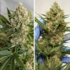 Auto MAC #13 bud with rich trichome coverage and bright orange pistils