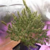 Close-up of Auto Mazar plant with thick colas and frosty trichomes