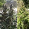 Tall Auto Mazar cannabis plant with multiple bud sites and slender branches, growing in an indoor setup with reflective walls