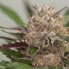 Close-up of Auto Mimosa Punch strain, showcasing vivid purple accents and heavy resin production.