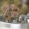 Close-up of Auto Mimosa Punch buds, showcasing frosty trichomes and orange pistils.