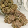 Auto Mimosa Punch strain plant with compact buds, revealing vibrant colors and a dense structure.
