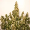 Large Auto Night Queen bud coated in trichomes, with dark purple and green hues