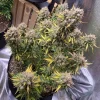 Full Auto Night Queen plant with multiple frosty colas in an indoor grow