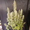 Auto Oh My Gusher plant with vibrant green buds covered in thick trichomes