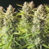 Cluster of cannabis buds with orange pistils and lush green leaves, highlighting the vibrant appearance of Auto Orange Bud in full bloom