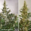 Cannabis plant with dense buds and vibrant green leaves, displaying Auto SFV OG strain at 9 weeks of growth under indoor lighting