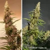 Two cannabis plants with tall, resinous buds and rich green leaves, showing the robust growth of Auto SFV OG at 11 weeks
