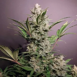 Tall cannabis plant with dense, frosty buds and vibrant leaves, showcasing the structure of Auto Skywalker Haze strain